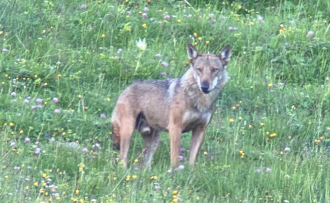 Wolf riss fünf Ziegen auf der Alp Naus - inzwischen wird die Herde durch einen Zaun geschützt