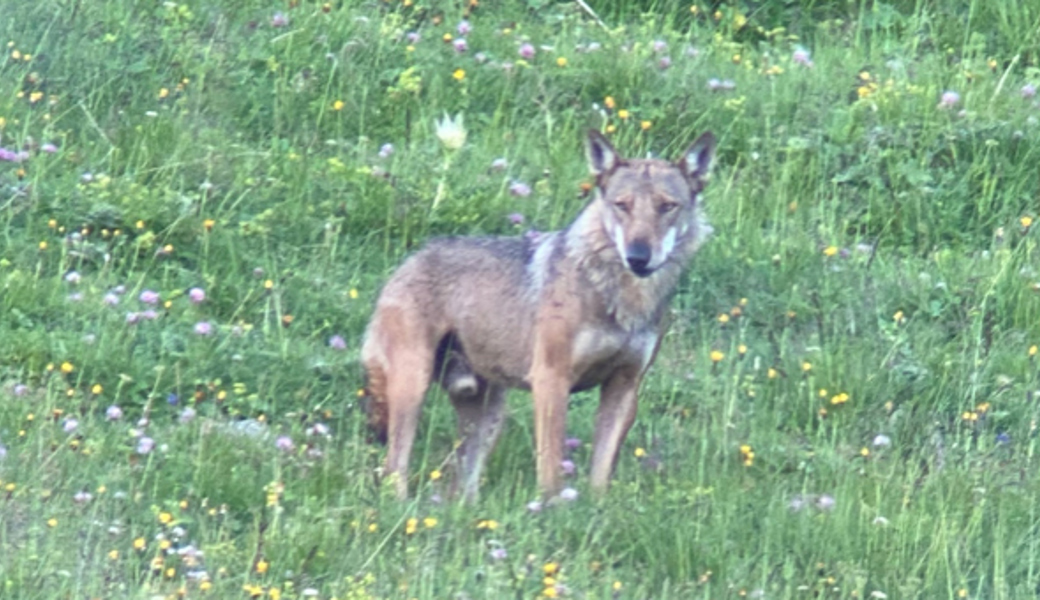  Die aktuellste Sichtung eines Wolfes gab es durch den Wildhüter Sepp Koller am Montag, 11. Juli, in der Nideri, Grabs. 