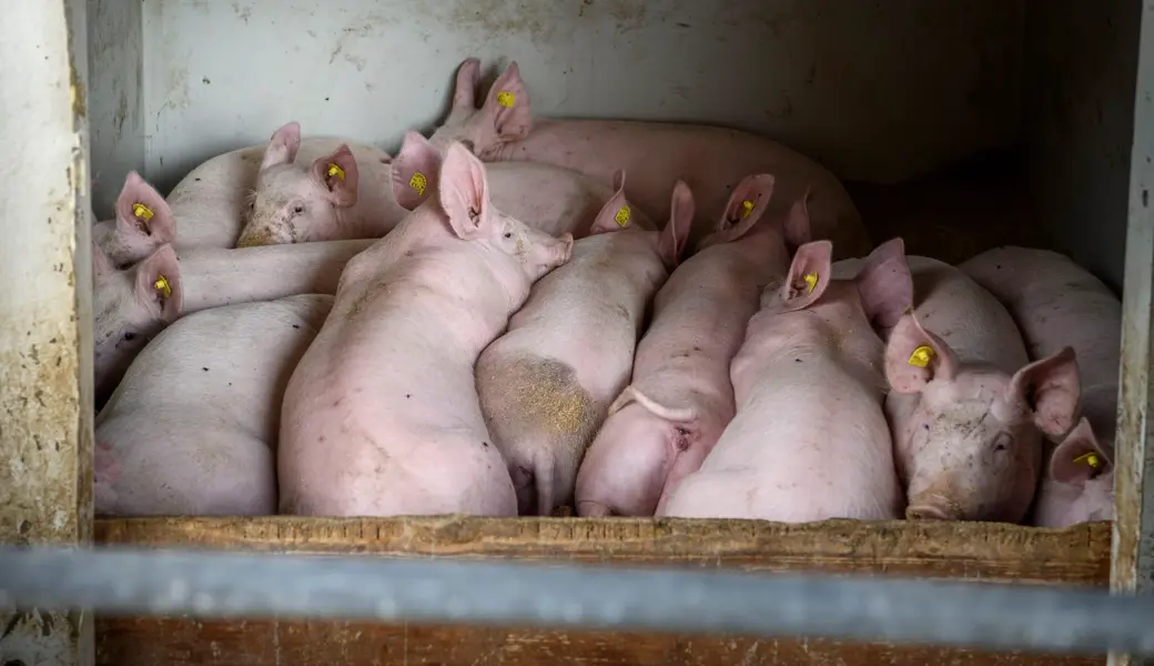 Im Kanton St.Gallen müssen etwa 2100 Schweine aus einem Mastbetrieb geschlachtet werden.