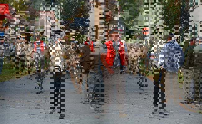 Die Viehschau-Saison geht zu Ende: Shakira ist neue «Miss Grabs» – eine «Miss Werdenberg» gibt es dieses Jahr nicht