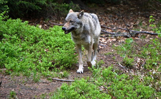 Zehn Schafe gerissen: Älplerfamilien sind frustriert