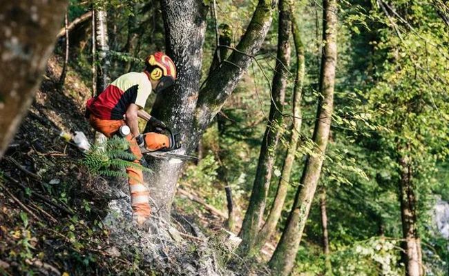 Wirtschaftlicher werden: Forstbetriebe werden zusammengelegt