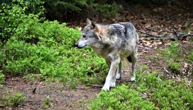 Aus dem ehemaligem Calandarudel? Wolf auf A13 bei Landquart überfahren