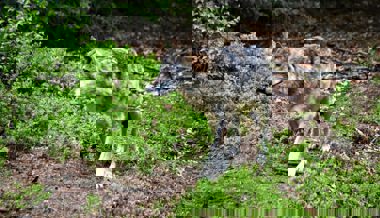 Aus dem ehemaligem Calandarudel? Wolf auf A13 bei Landquart überfahren