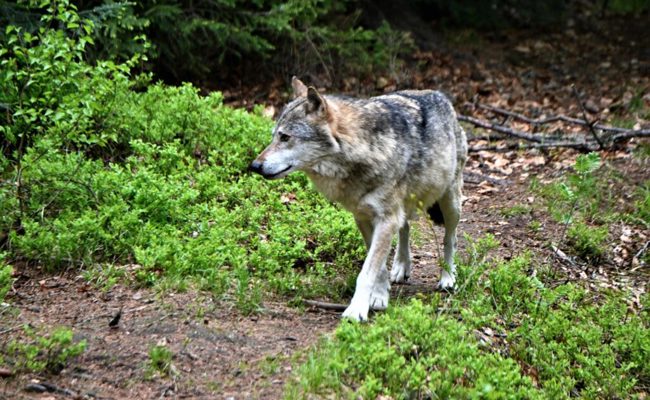 Aus dem ehemaligem Calandarudel? Wolf auf A13 bei Landquart überfahren