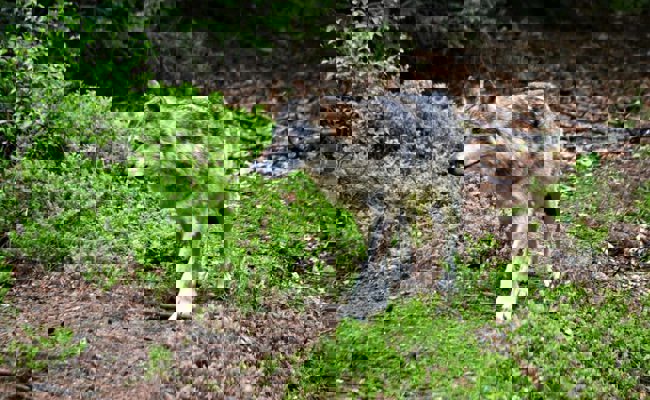 Aus dem ehemaligem Calandarudel? Wolf auf A13 bei Landquart überfahren