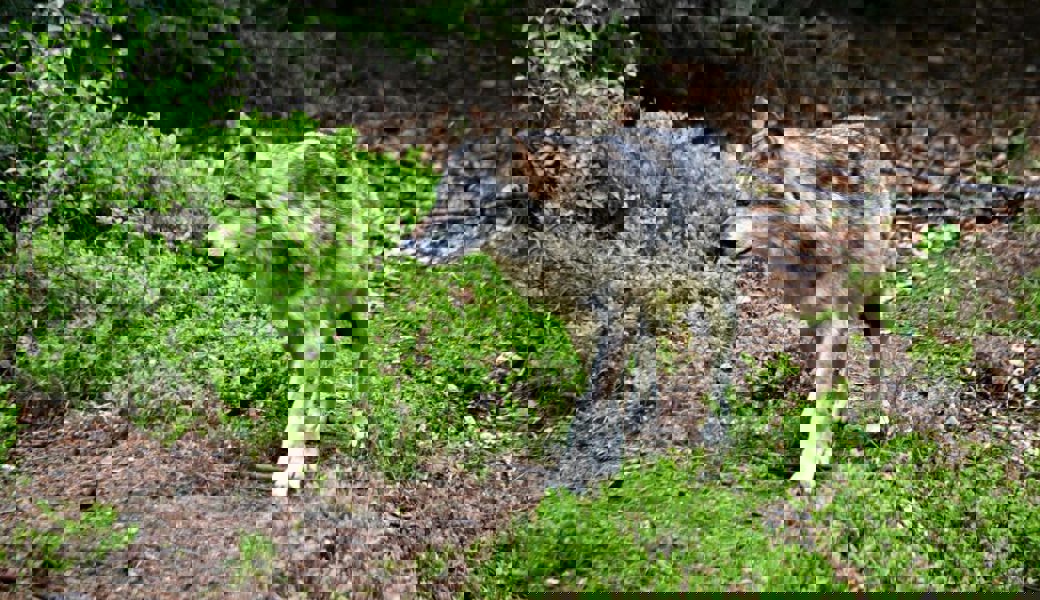  Der Wolf überlebte den Zusammenstoss nicht. 