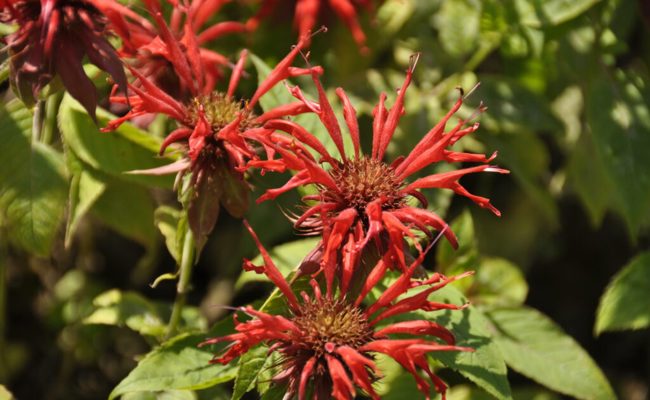 Gartentipp: Die Goldmelissenblüten sorgen für einen feinen und beruhigenden Tee