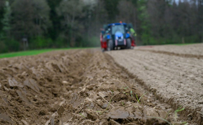 «Miserables Pflanzenbaujahr»: Nasses Wetter macht den Bauern zu schaffen