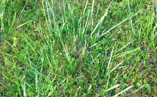 Garten: Hartnäckiges «Ungras» ist im Spätsommer schwierig zu bekämpfen