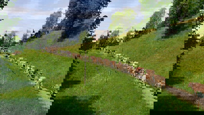  Der Alpaufzug wird bei den meisten Betrieben nächste Woche durchgeführt. 