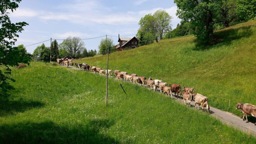 Der Alpaufzug wird bei den meisten Betrieben nächste Woche durchgeführt. Der Alpaufzug wird bei den meisten Betrieben nächste Woche durchgeführt.