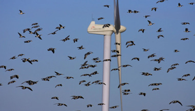 Windräder ohne tote Vögel: Schweizer Forscher zeigen, wie das Kollisionsrisiko kleiner wird – ohne Stromverlust