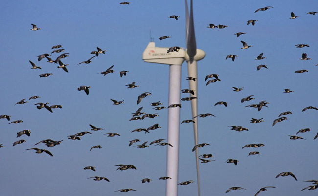 Windräder ohne tote Vögel: Schweizer Forscher zeigen, wie das Kollisionsrisiko kleiner wird – ohne Stromverlust