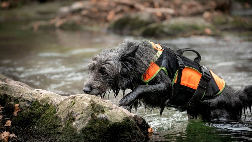 Es wurden Artenspürhunde eingesetzt, um Fischotterlosungen zu finden.
