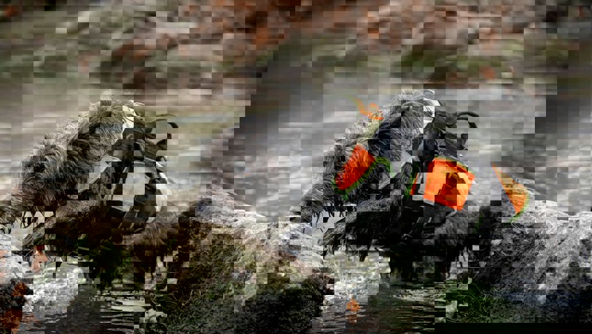 Es wurden Artenspürhunde eingesetzt, um Fischotterlosungen zu finden.