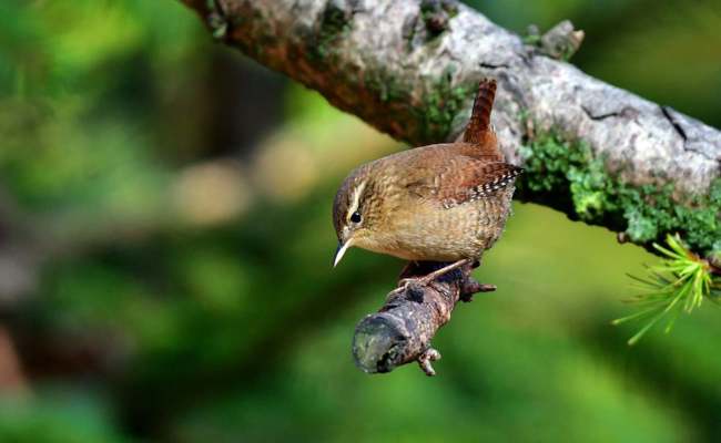 Naturbeobachtungen im Oktober: Kleintiere suchen sich ein Winterquartier im Laub, der Zaunkönig singt am Kanal