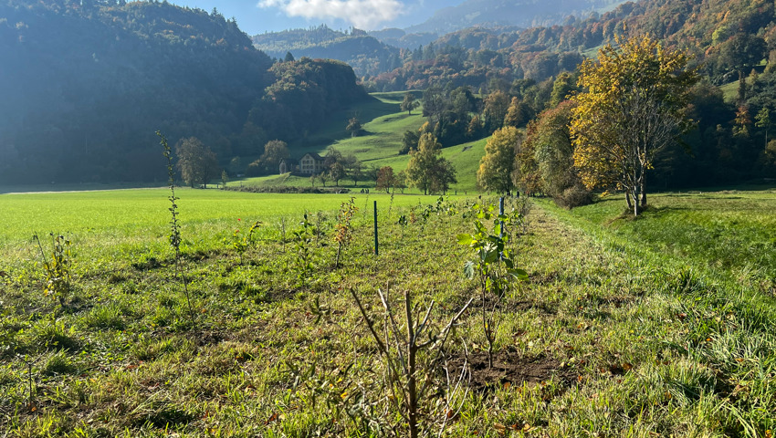 In acht bis zehn Jahren wird eine geschlossene und ökologisch wertvolle Niederhecke entstehen.
