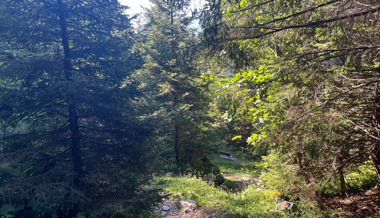 Bauer entsorgte illegal Abfall im Wald