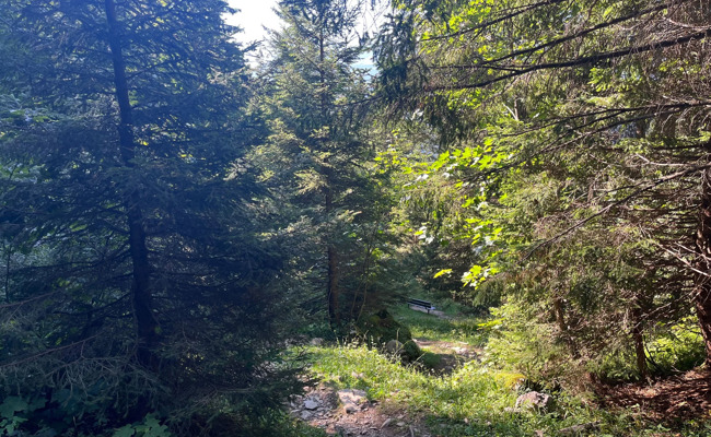 Bauer entsorgte illegal Abfall im Wald