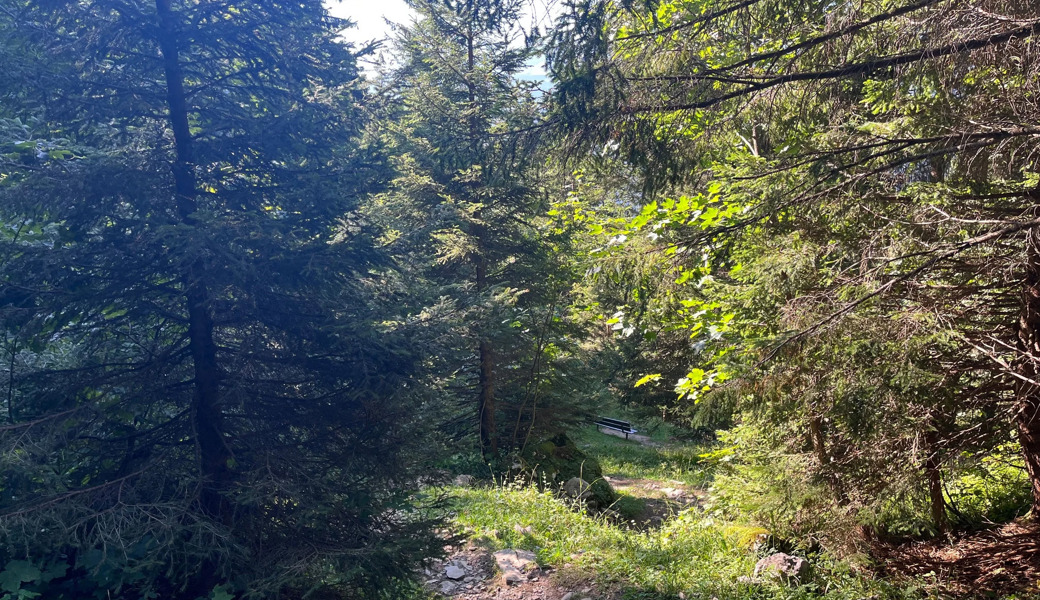 Bauer entsorgte illegal Abfall im Wald