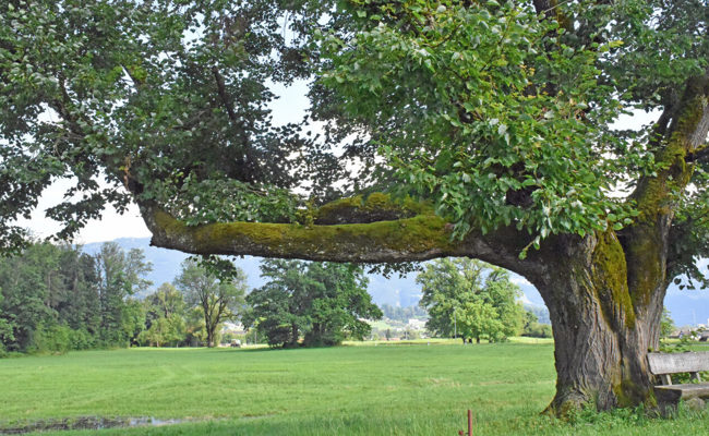 W&O-Sommerserie: Kräftestrotzende und sonderbare Riesen