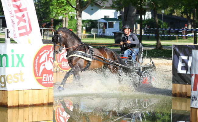 Internationaler Sieg für Gespannfahrer Leo Risch mit Hengst Envol