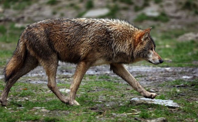 Kontroverse um Weiterbildungsreise: Amtsleiter auf  Wolfsjagd in Russland