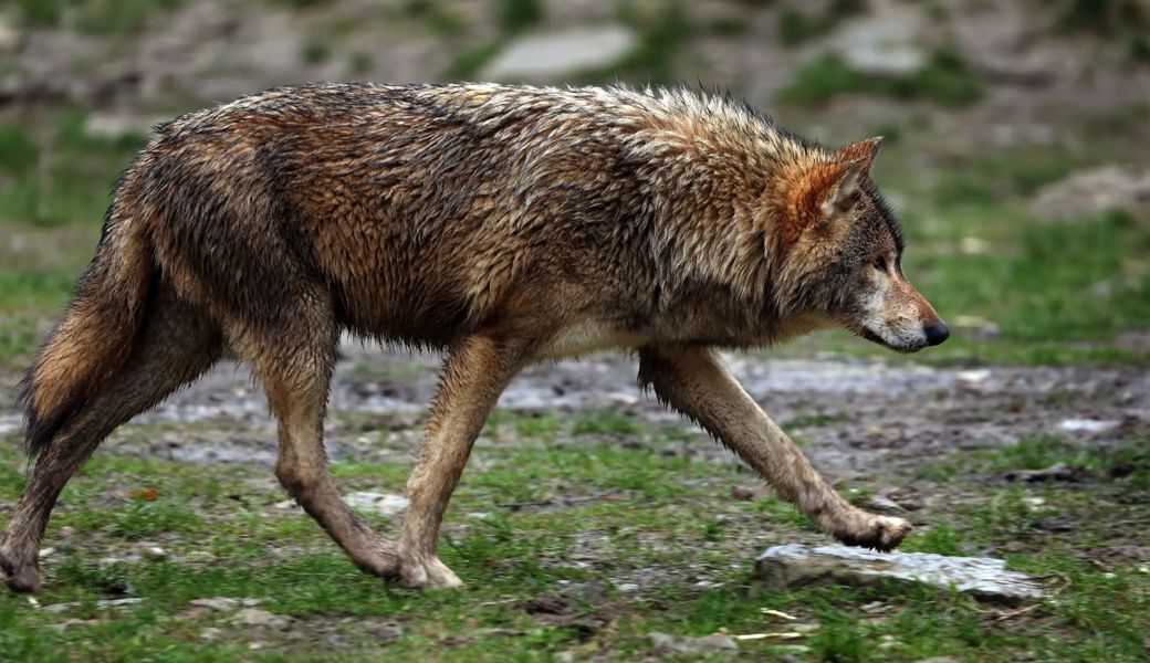 Kontroverse um Weiterbildungsreise: Amtsleiter auf  Wolfsjagd in Russland