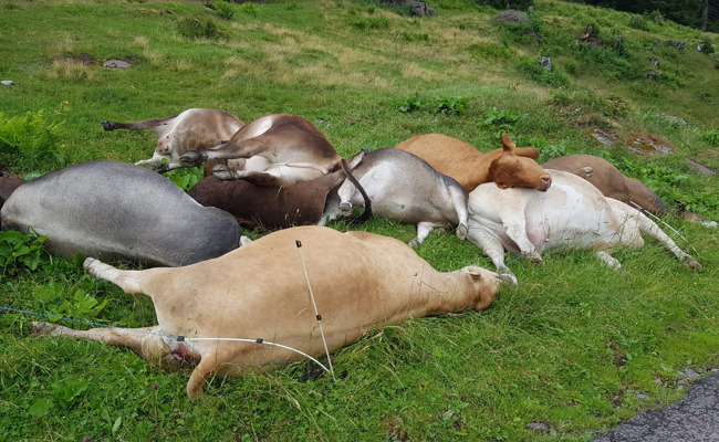 Wegen Blitzschlag: Zehn Tiere sterben auf Alp Lärchenbödeli