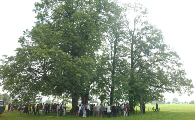 Geschichtsträchtige Linden auf dem Gamscholer Pilgerplatz gestärkt