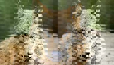 Am Studnerberg geht der Wolf um