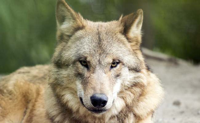 Am Studnerberg geht der Wolf um
