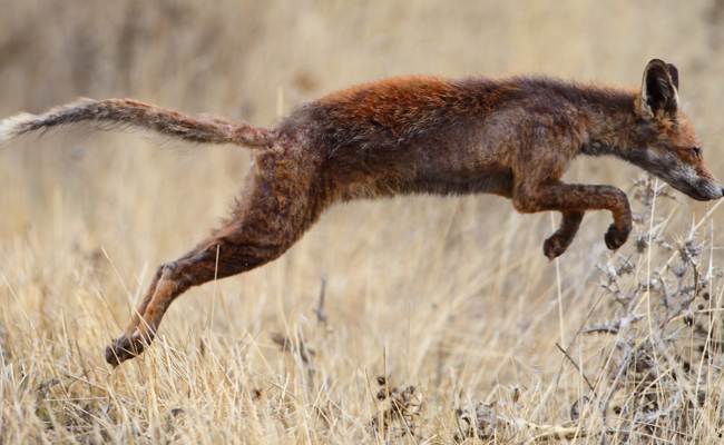 Vermehrtes Auftreten von Räude bei Füchsen
