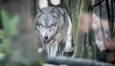 Das Wolfsrudel am Gamserrugg existiert nicht mehr