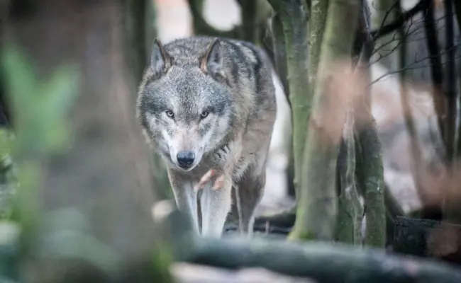 Das Wolfsrudel am Gamserrugg existiert nicht mehr
