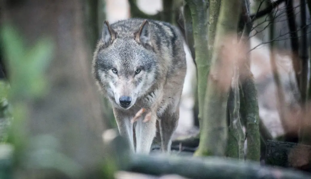 Das Wolfsrudel am Gamserrugg existiert nicht mehr
