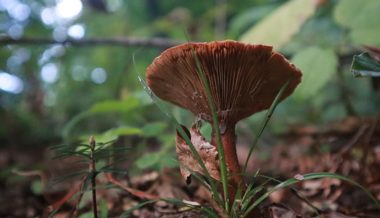 Mit Stiel und Hut stehen sie im Wald: Im Herbst ist die Pilzvielfalt am grössten