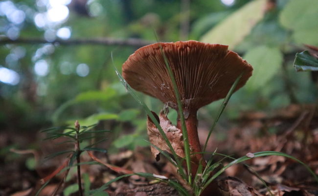 Mit Stiel und Hut stehen sie im Wald: Im Herbst ist die Pilzvielfalt am grössten
