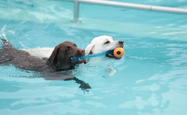 Hunde durften sich in der Badi nach Herzenslust austoben