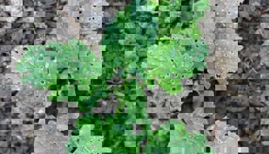 Gartentipp: Flohzirkus auf Rettichart und wie man ihn vertreibt