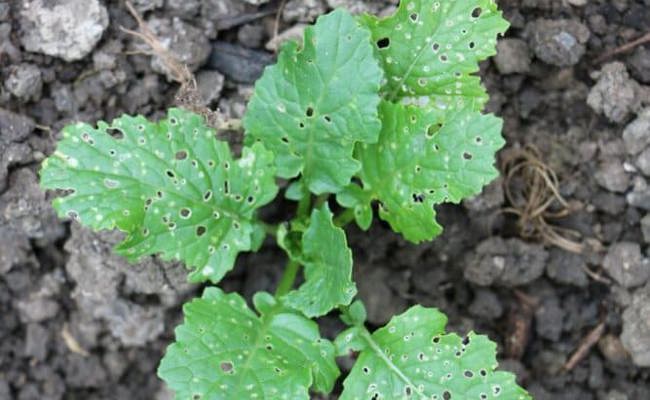 Gartentipp: Flohzirkus auf Rettichart und wie man ihn vertreibt