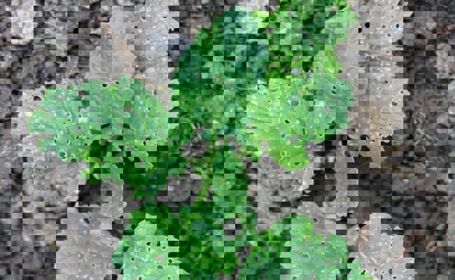 Gartentipp: Flohzirkus auf Rettichart und wie man ihn vertreibt