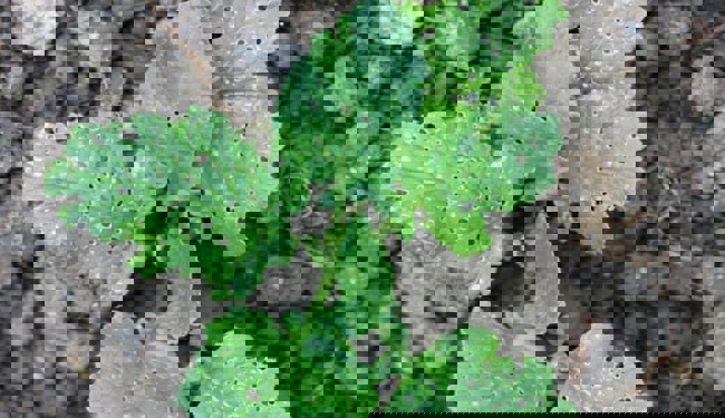  Viele winzig kleine Löcher in Rettich- oder Radiesliblättern verraten, hier sind Erdflöhe am Werk. 