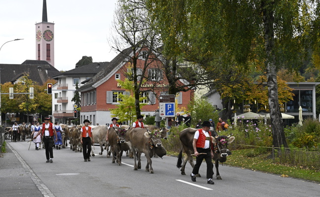 Stolze Kühe, stolze Bauern und ein Kalb als Hauptpreis