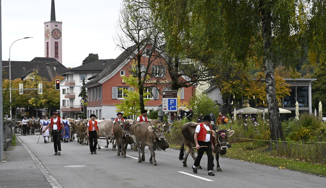 Es geht wieder heim: Ein sennischer Viehtrieb ist im städtisch gewordenen Buchs etwas Aussergewöhnliches.
