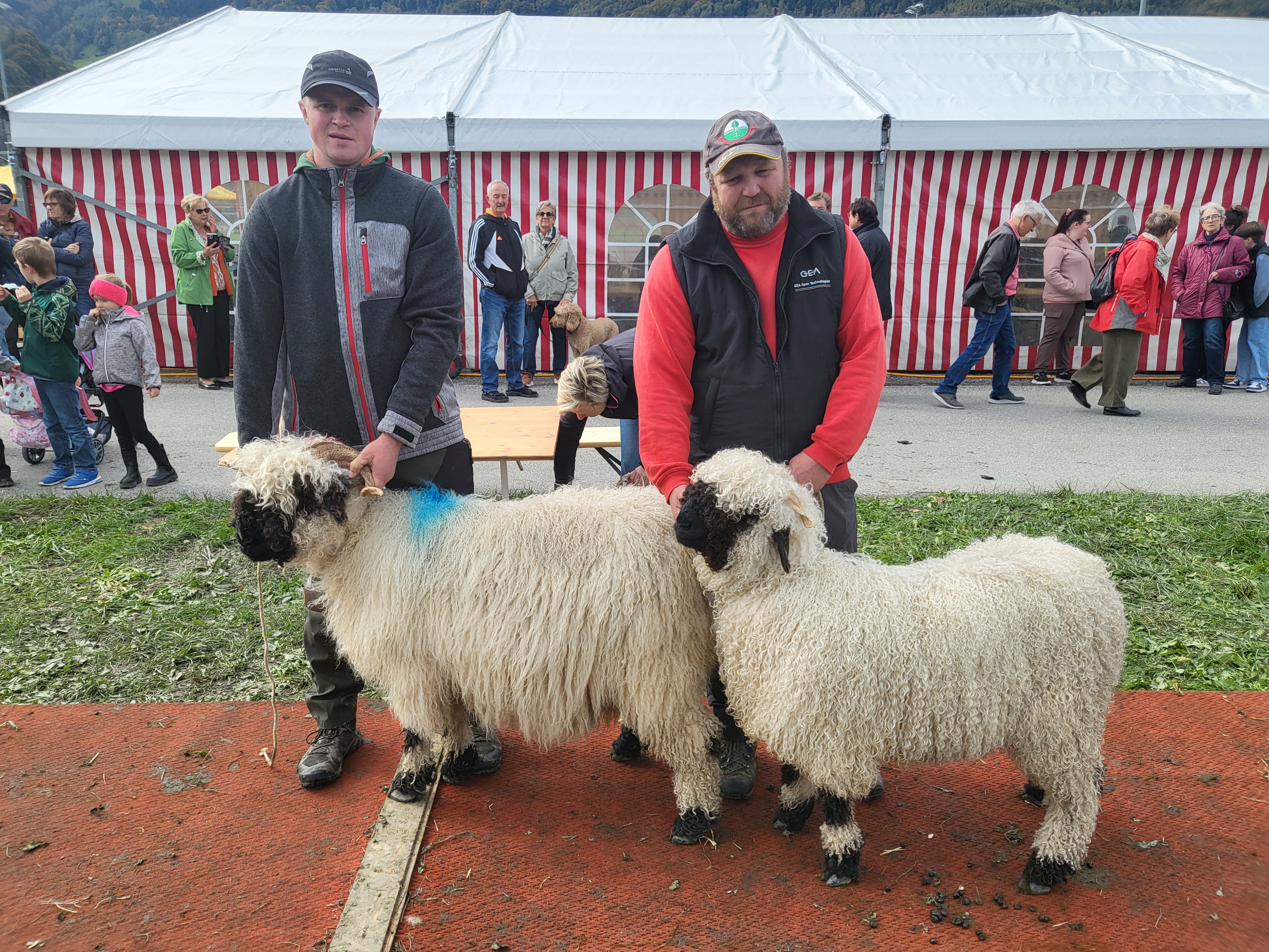 Traditionelle Schaf- und Gitzischau mit gut besuchten Herbstmarkt