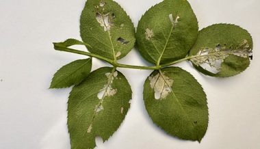 Gartentipp: Dünn wie ein Blatt Papier