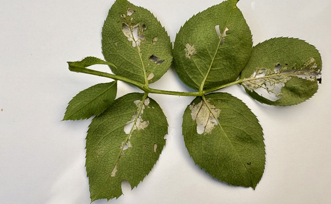 Gartentipp: Dünn wie ein Blatt Papier