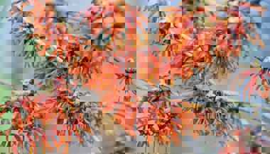 Gartentipp: Der schönste Winterblüher von Gelb über Orange bis Rot